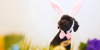 戴着复活节兔子耳朵的有趣的小狗
