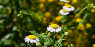 野草地上的洋甘菊花在风中复绿