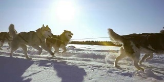 由狗驾驭的哈士奇犬和人一起拉雪橇，慢动作，视频循环播放