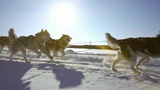 由狗驾驭的哈士奇犬和人一起拉雪橇，慢动作，视频循环播放视频素材模板下载