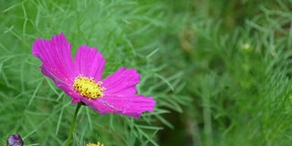 花坛上美丽的宇宙花。近距离