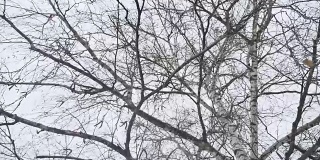 一根白桦树的树干在冬天干燥的树枝上，是俄罗斯大自然户外的一道风景