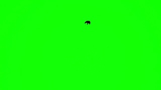 鸟儿一个接一个地飞向绿幕视频素材模板下载