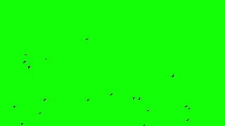 一群鸟沿着地平线从左向右飞向绿幕视频素材模板下载