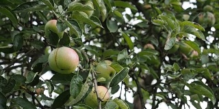 苹果水果在树枝上的高清