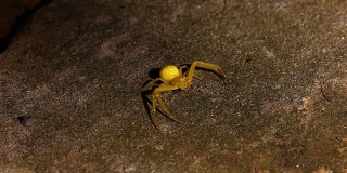 黄蟹蛛