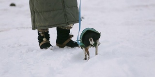 一只小吉娃娃狗在雪中散步时撒尿。旁边是一位上了年纪的女主人，穿着温暖的冬鞋
