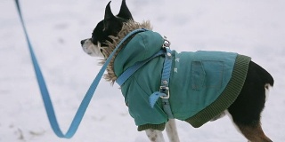 一只穿着绿色夹克的小吉娃娃狗在白雪覆盖的街道上颤抖着奔跑。旁边是一位上了年纪的女主人，穿着温暖的冬鞋