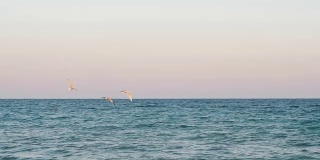 日落时海鸥在海面上飞翔