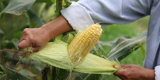 农民在田里收割玉米
