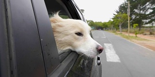 车里的狗，在风里把头伸出窗外