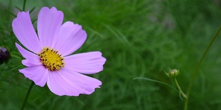 花坛上美丽的宇宙花。近距离