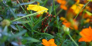 橙色的马利筋甲虫