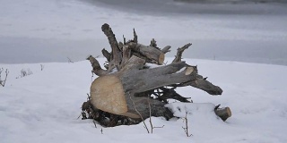 树干根柴火躺在冰冻的河边，外面是冰天雪地的自然景观