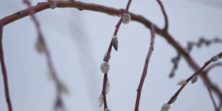 不同的猫咪柳树枝孤立的白色背景。春天的树枝长出了新芽