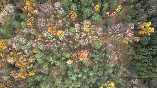 秋天森林的鸟瞰图