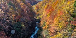延时:中津川桥与秋红叶森林，相珠松，日本福岛
