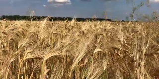 麦田里种着小麦，夏日里