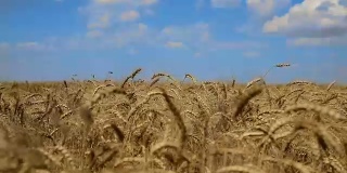在乌克兰的夏日里，麦田里堆满了成熟的小麦