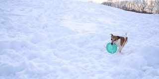 积极玩走狗与磁盘玩具。冬天的天气白雪皑皑。DLSR摄像机慢动作录像画面