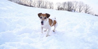 快乐有趣的跳舞狗。在雪地里吠叫。DLSR摄像机慢动作录像画面