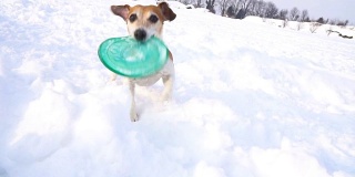狗在雪中玩蓝色的飞盘。DLSR摄像机慢动作录像画面