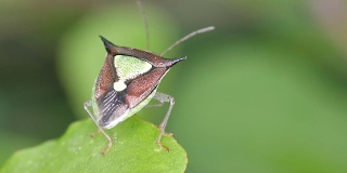 半翅目昆虫的背面