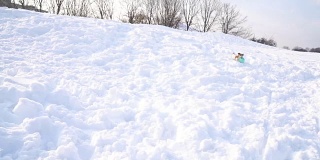 一只狗冲过白雪覆盖的田野，嘴里叼着一个玩具。DLSR摄像机慢动作录像画面