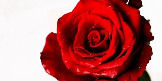 慢镜头:白色背景上的红玫瑰
