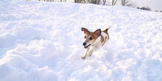 有趣快乐的狗冲过白雪覆盖的田野。DLSR摄像机慢动作录像画面