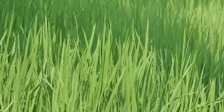 稻田里的稻穗