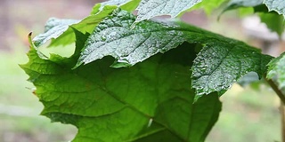 雨中的橡树叶绣球花