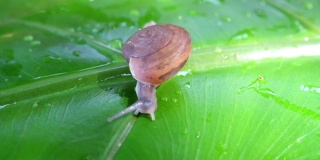 雨停后，小蜗牛在绿叶上慢慢地爬，