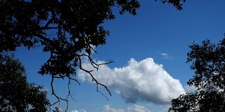 天空是树上的白云