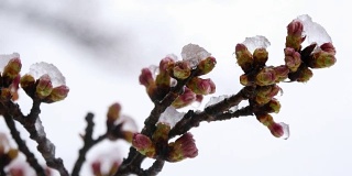 樱花或雪中的樱花花蕾