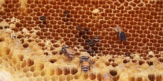 蜂巢的蜜蜂