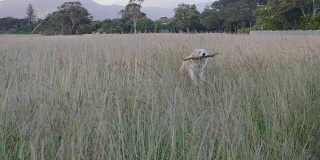 散步时，狗在草丛中叼木棍