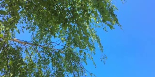 桦树的叶子在风中摇曳。蓝色的天空。阳光明媚的一天。白桦树的绿叶。