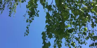 桦树的叶子在风中摇曳。蓝色的天空。阳光明媚的一天。白桦树的绿叶。
