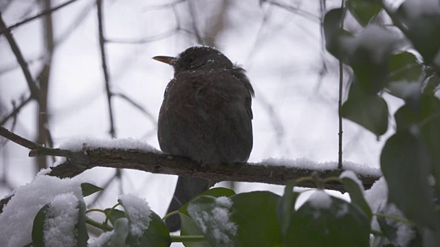 冬天的第一场雪。被雪覆盖的黑鸟坐在树枝上