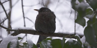 冬天的第一场雪。被雪覆盖的黑鸟坐在树枝上