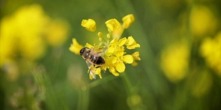 蜜蜂从芥菜花蜜中采集花蜜的慢动作。