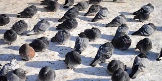 许多灰色的鸽子坐在地板上晒太阳