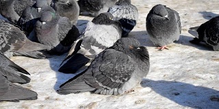 许多灰色的鸽子坐在地板上晒太阳
