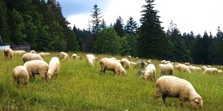 绿色田野上的羊群