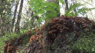 一株腐烂的树干上长着的大簇毛竹菇(墨汁菇)视频素材模板下载
