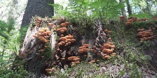 一株腐烂的树干上长着的大簇毛竹菇(墨汁菇)