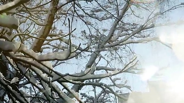 近距离观察被雪覆盖的树枝