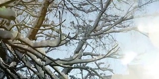 近距离观察被雪覆盖的树枝