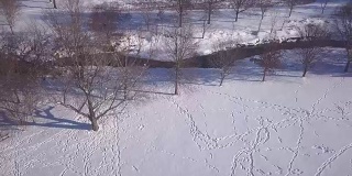 树在白雪覆盖的地面上飞翔